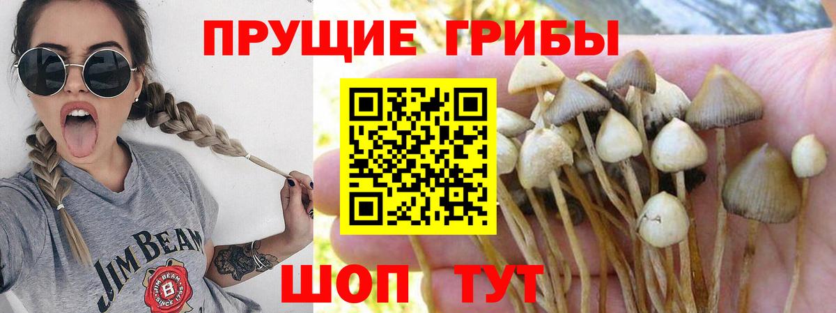 Псилоцибиновые грибы Cubensis Губкинский